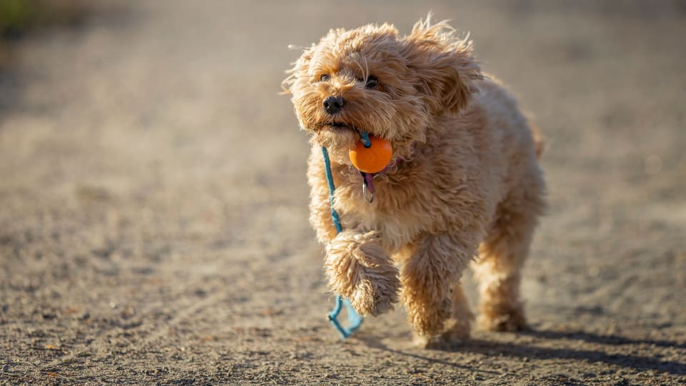 A joyful Cavapoo dog running with a toy in its mouth on a sunny day.